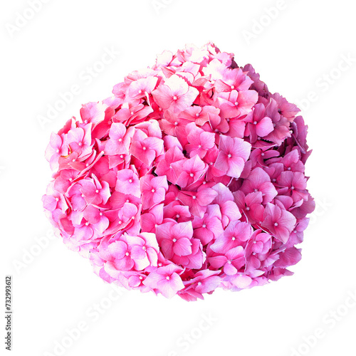 Blooming hydrangea bushes isolated on white background. Spring beauty of nature.