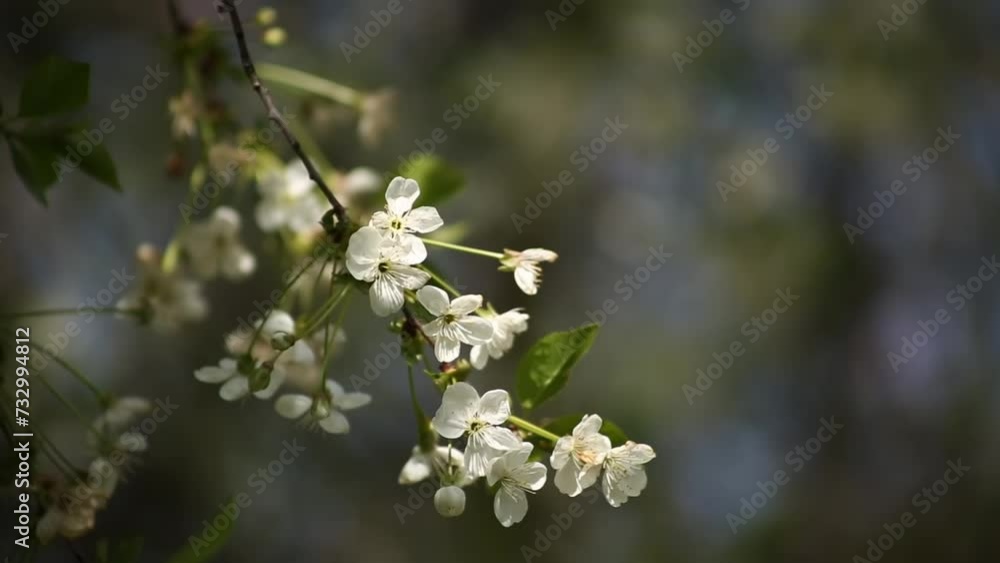 Flowers on the branch of an apple tree in the garden on a sunny day Flowers on the branch of an apple tree in the garden on a sunny day