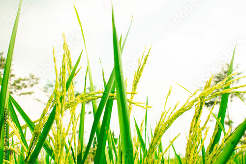 photo of green rice fields, natural background