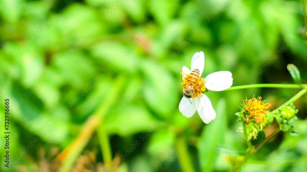 bee on white bidens pilosa flower, sucking its nectar to make delicious honey. this flowers also known as black jack, cobblers pegs, spanish needle, hitch hikers, or beggarticks. bee on white bidens pilosa flower, sucking its nectar to make delicious honey. this flowers also known as black jack, cobblers pegs, spanish needle, hitch hikers, or beggarticks.