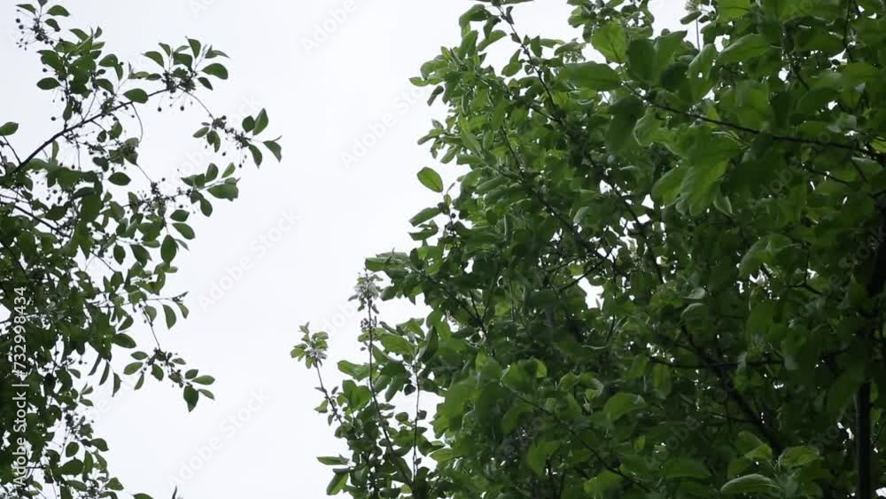 Branches of blossoming apple and cherry trees in the garden against the background of the blue sky. Branches of blossoming apple and cherry trees in the garden against the background of the blue sky.