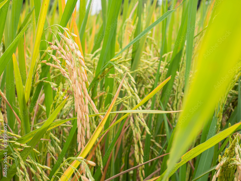 Ear of rice. Close up to thai rice seeds in ear of paddy. Beautiful golden rice field and ear of rice.