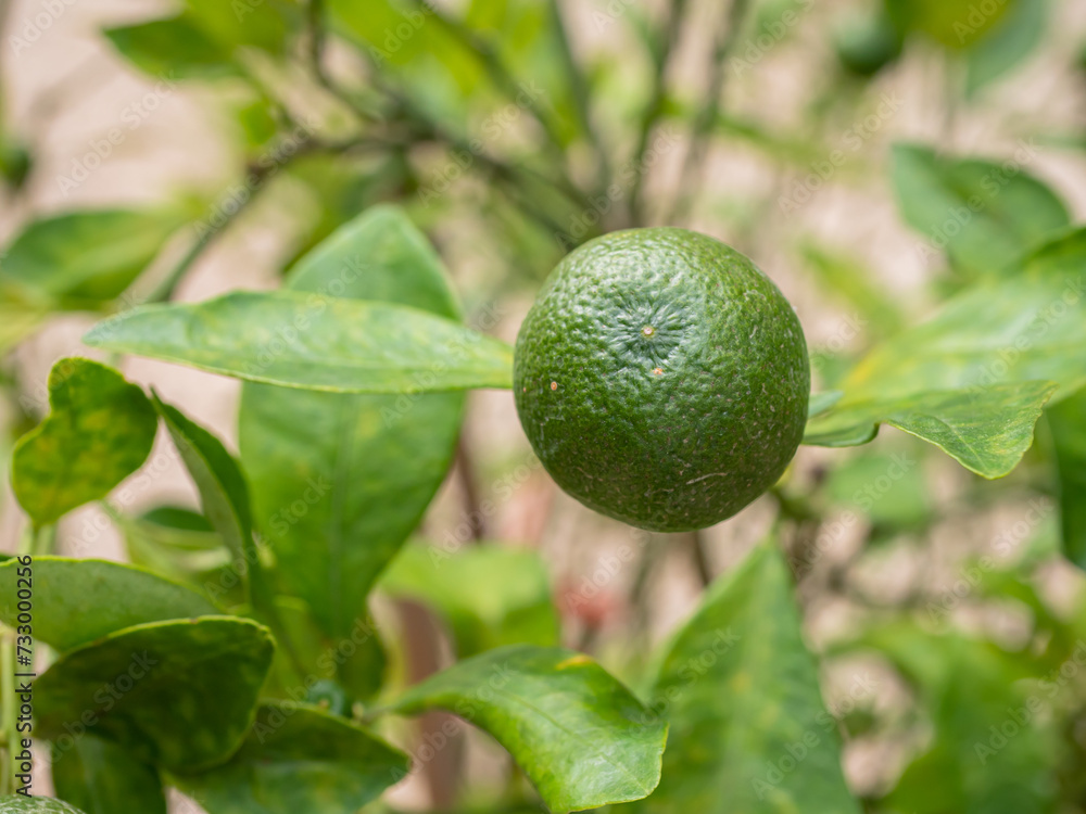 Citrus Japonica Thunb, Kumquat, Close up unripe kumquat fruit on green leaf background in garden . Citrus Japonica Thunb, Kumquat, Close up unripe kumquat fruit on green leaf background in garden .