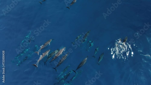 SPINNER DOLPHIN POD 