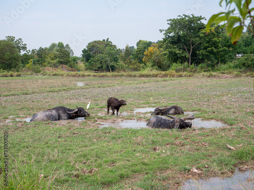 buffaloes laying in a swamp its natural habitat at the  field.