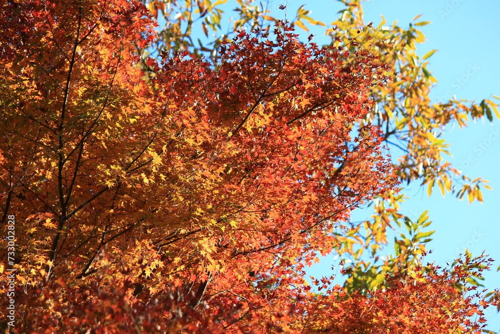 南足柄市矢倉沢の里山。秋の風景。