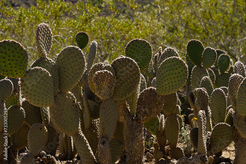 Opuntia Species Thriving in Northern Mexico's Desert