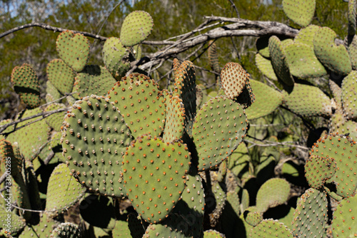 Opuntia Species Thriving in Northern Mexico's Desert