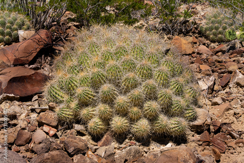 orthern Mexico's Echinocereus stramineus