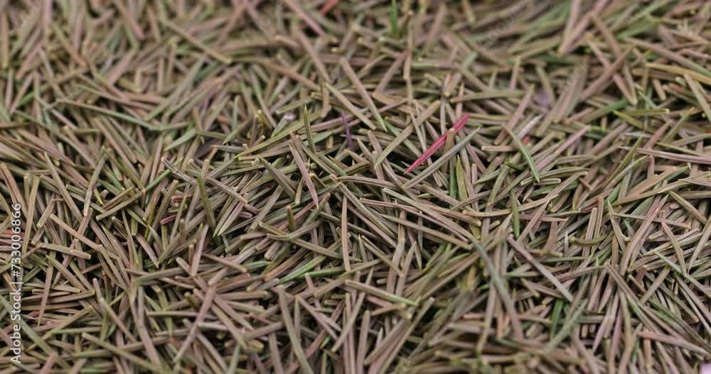 old dry Christmas tree needles that fell from the Christmas tree for the new year, garbage left after the new year from the New Year tree old dry Christmas tree needles that fell from the Christmas tree for the new year, garbage left after the new year from the New Year tree