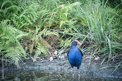Colorful native bird Pukeko standing in a water surrounded by foliage in forest park, New Zealand