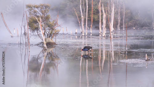 Wallpaper Mural Colorful native bird Pukeko walking through geothermal swampy landscape, New Zealand Torontodigital.ca