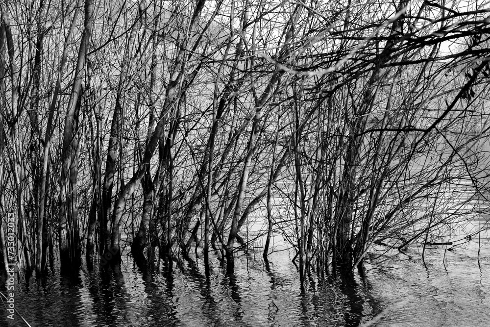 Reflections of plants and trees growing in water on nature reserve Reflections of plants and trees growing in water on nature reserve