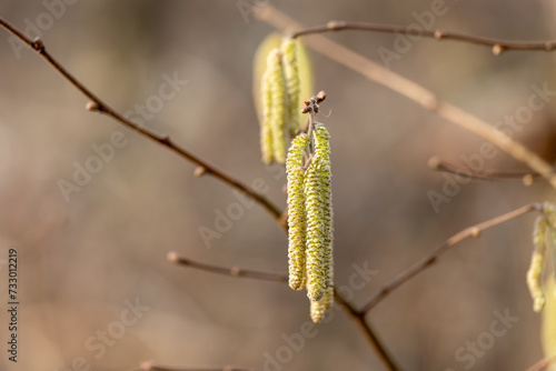 Close up of a hazel catkins on a tree in spring