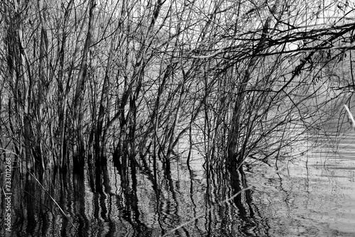 Reflections of plants and trees growing in water on nature reserve