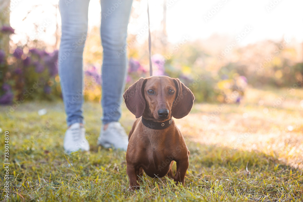 Dachshund dog walks on a leash with its owner on the green lawn