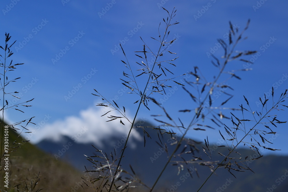 Fototapeta premium Grass with seeds against the blue sky and mountain hill in Bromo National Park, East Java, indonesia.