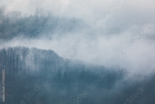 Las w chmurach