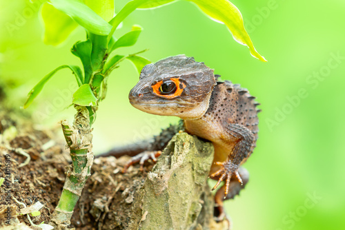Red eyed crocodile skink (Tribolonotus Gracilis), animal closeup 