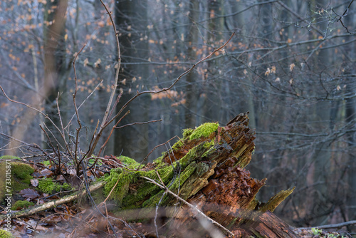 Regen im Februar  Wald mit Buchen Birken und Moos