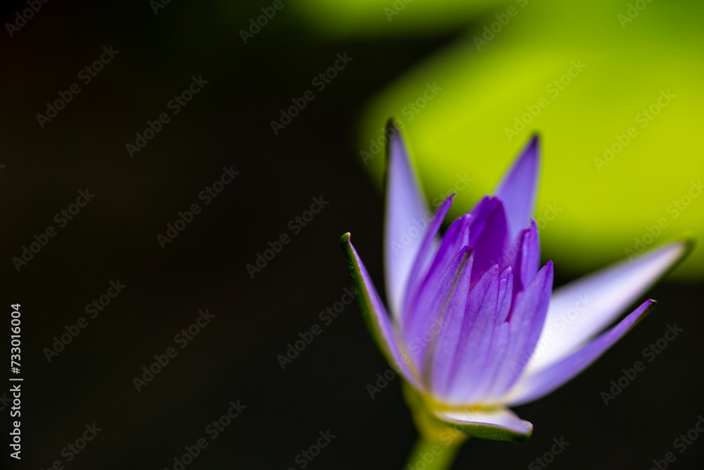 Fototapeta premium Closeup shot of a pink water lily or lotus flower blooming with yellow stigma at the middle. It has dark green background in the shot.