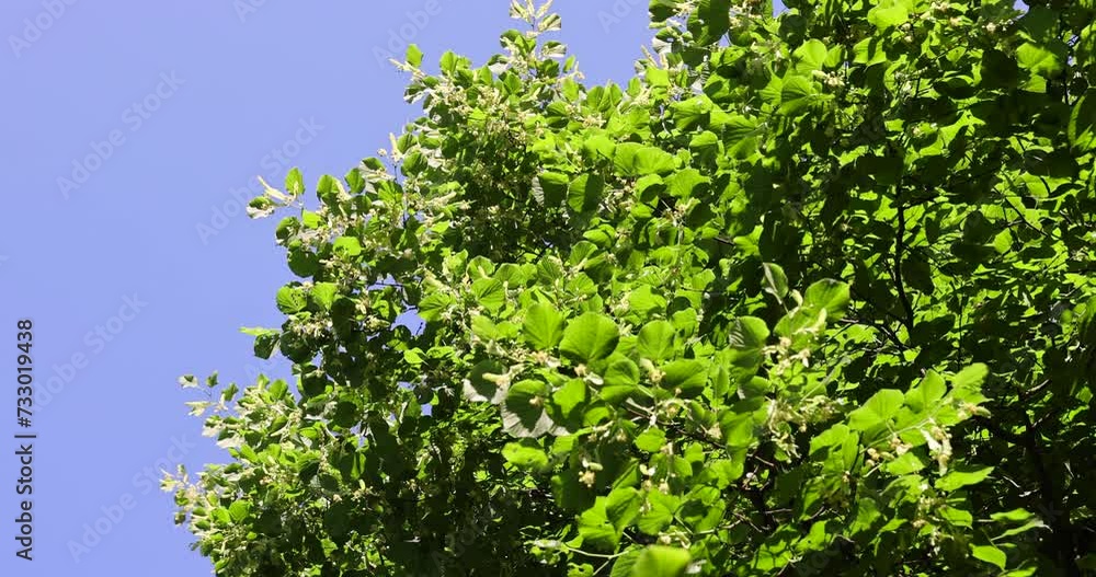 beautiful foliage of the linden tree with green foliage, beautiful foliage of the linden tree in sunny weather beautiful foliage of the linden tree with green foliage, beautiful foliage of the linden tree in sunny weather