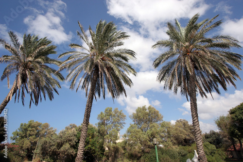 Bottom view of magnificent palm leaves against a blue sky in Caesrea, Israel