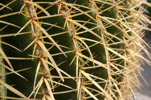 Golden barrel cactus (Echinocactus grusonii), Cactaceae, spines detail, Dominus Flevit Church Garden, Mount of Olives in Jerusalem, Israel