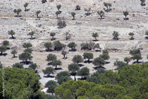 Olive tree grove between Bethlehem and Jerusalem, Israel