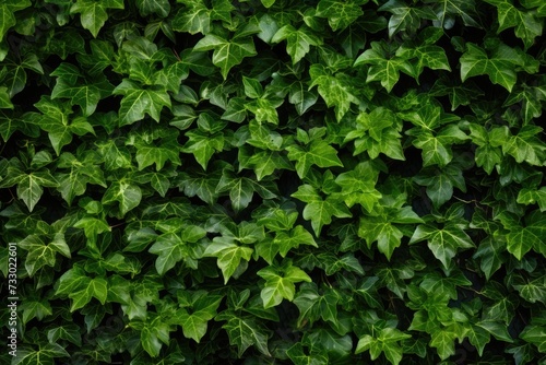 This close-up photo showcases a vibrant green plant with its lush leaves in sharp detail.