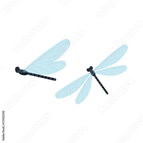 Dragonfly. Vector illustration of insects in flat style on white background.