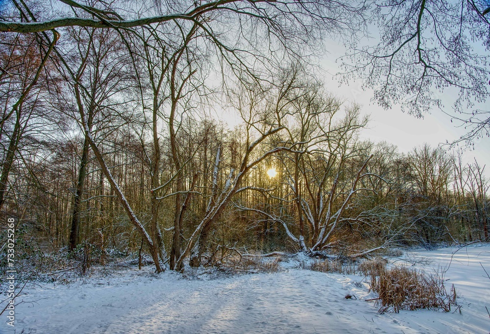 Winterwald am See in untergehender Sonne Winterwald am See in untergehender Sonne