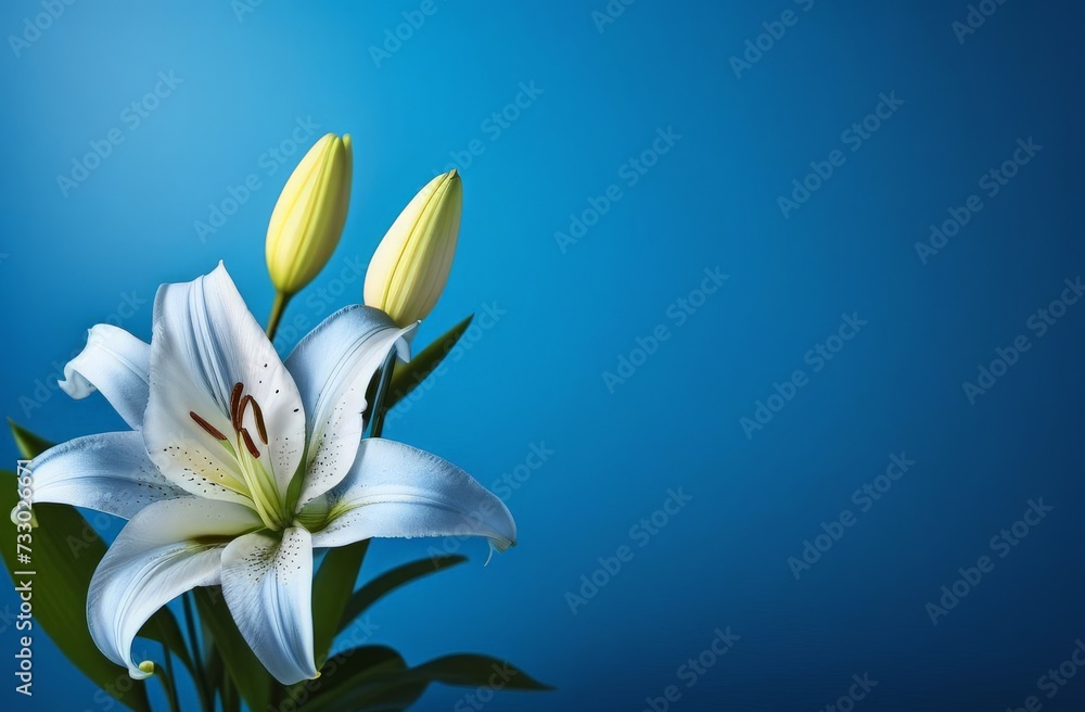 white lily on blue background