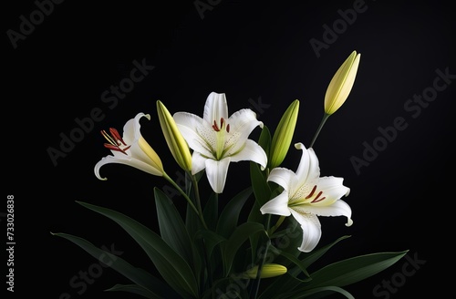 white crocus flower