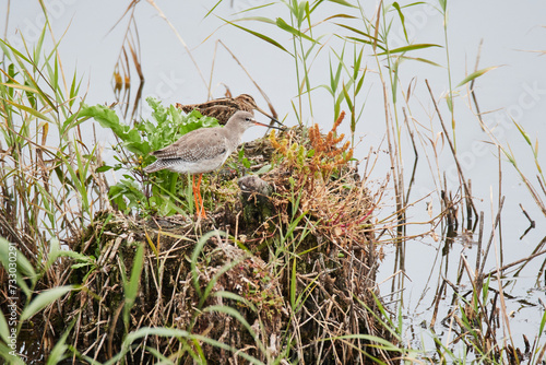 Bekassine und Rotschenkel im Herbst photo