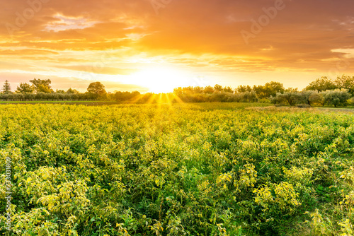 beautiful view in a green farm field with plants and vegetables and golden cloudy amazing sunset or sunrise on background of agricultural landscape