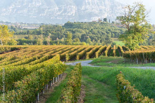 Autumn season in Franciacorta district area  Brescia province in Lombardy district  Italy  Europe.