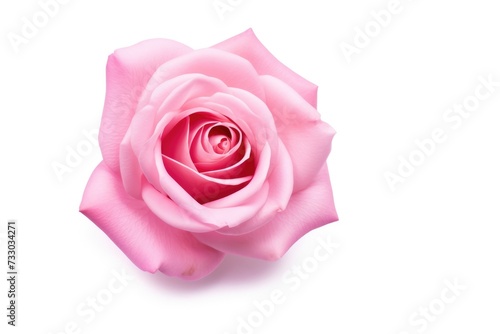 Pink rose on white background. Top view closeup. Valentine's day, Mother's day, Women's Day , Wedding and love concept