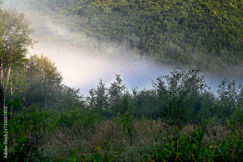 The forested mountain slope is shrouded in morning fog.