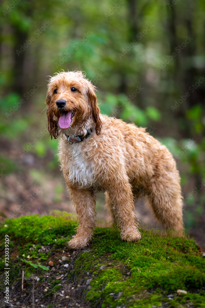 Cute wet dog cockapoo breed standing proudly in th forest.