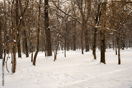 snow covered trees © Marat