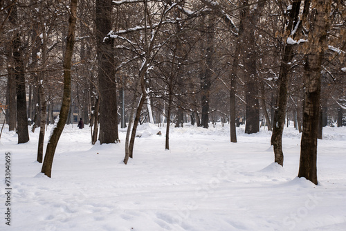 snow covered trees in winter