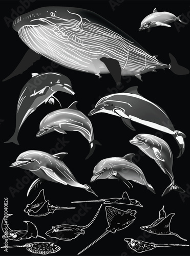 dolphins and scates collection on black