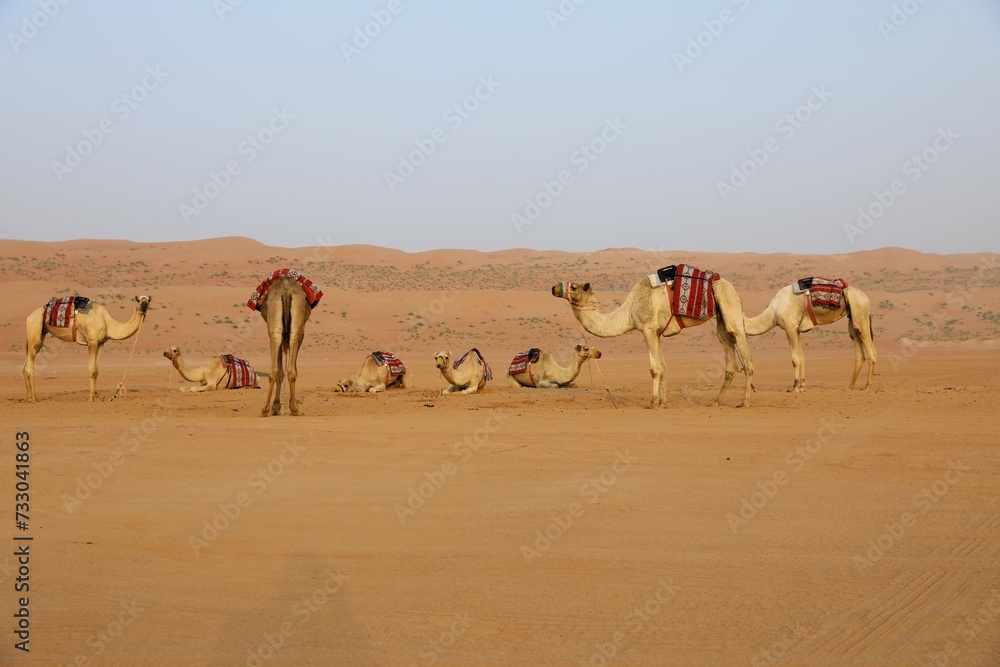 Wahiba Sands Desert in Oman