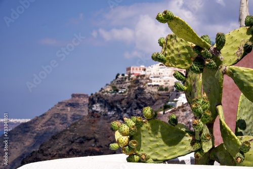 サントリーニのサボテン