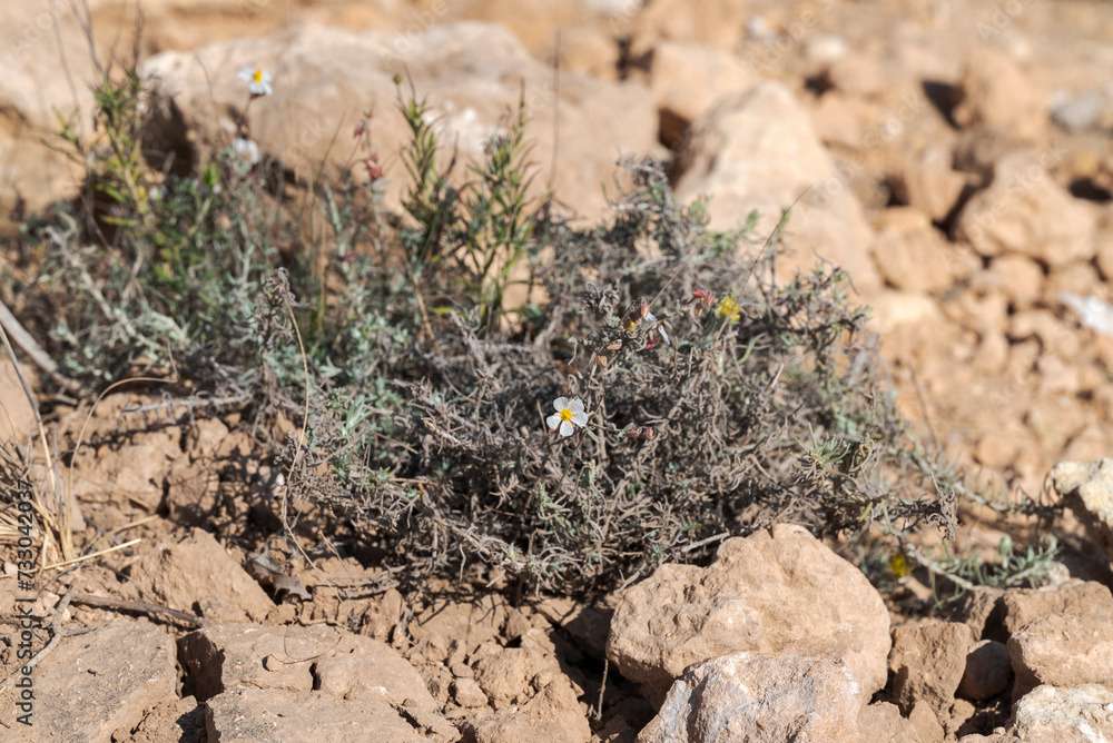 Flowers of Helianthemum violaceum. Photo taken in Carabassi Beach, province of Alicante, Spain Flowers of Helianthemum violaceum. Photo taken in Carabassi Beach, province of Alicante, Spain