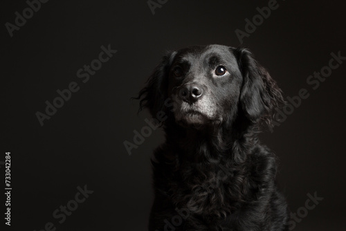 adorable black and white old retriever type mixed breed dog head portrait in the studio against a dark background