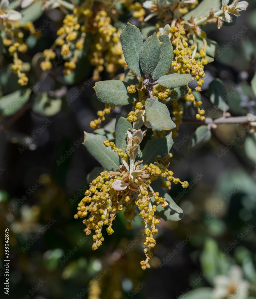 Male flowers of Holm oak, Quercus rotundifolia, growing on the rocks. Photo taken in Colmenar Viejo, Madrid, Spain Male flowers of Holm oak, Quercus rotundifolia, growing on the rocks. Photo taken in Colmenar Viejo, Madrid, Spain