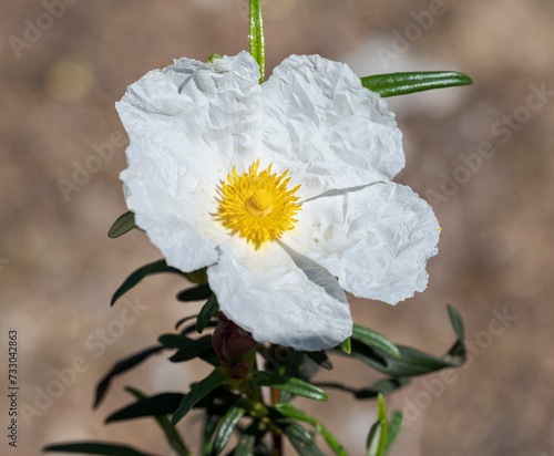 Gum rockrose, Cistus ladanifer. Photo taken in Colmenar Viejo, Madrid, Spain photo