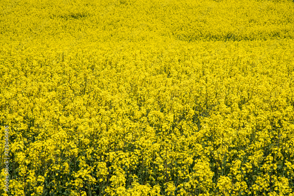 Field of yellow canola flowers at the seaside Field of yellow canola flowers at the seaside